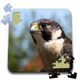 Falcon Puzzle