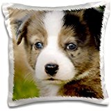 Puppy pillow 